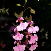 Orquídeasflores15