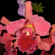 Orquídeasflores191