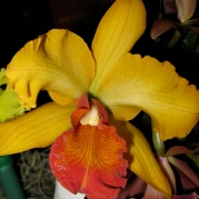 Orquídeasflores192