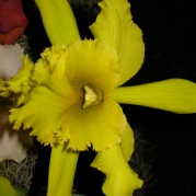 Orquídeasflores194
