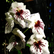 Orquídeasflores7